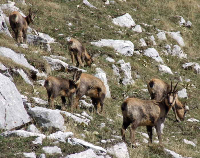 Camoscio d''Abruzzo Rupicapra pyrenaica ornata